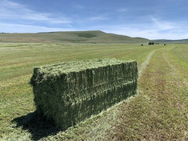 Timothy Hay Bale
