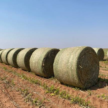 Alfalfa Hay Bale