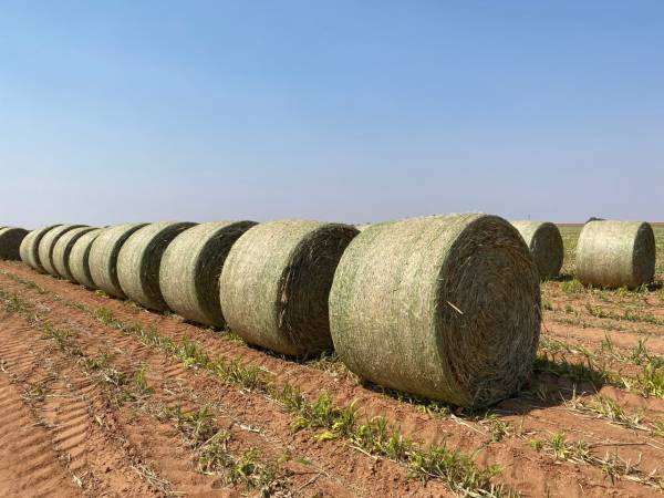 Alfalfa Hay Bale